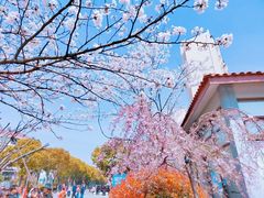 -高东镇樱花园