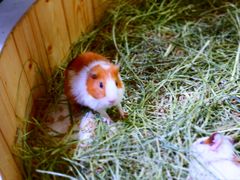 -海合安武汉极地海洋公园