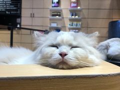 -瞄一喵猫咖(格力海岸店)
