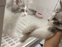 -lincat·猫舍(广州店)