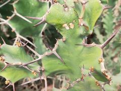 -南通洲际绿博园