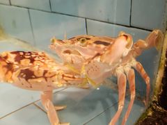 -金水门银河酒楼(新埠岛店)