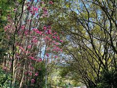 -雁南飞茶田景区