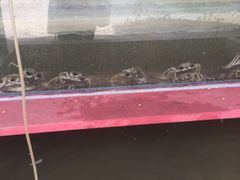 -乡乐园蟹庄·阳澄湖农家乐