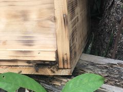 -大亚湾红树林城市湿地公园