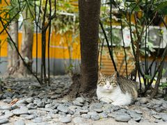 -龙华寺