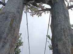 -西青郊野公园
