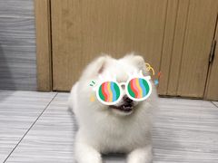 -瑞派名望24h动物医院异宠专科·猫专科·骨科·重症监护分院