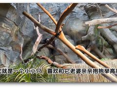 -红山森林动物园