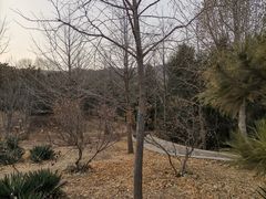 -北京西山国家森林公园