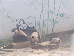 -中国大熊猫保护研究中心雅安碧峰峡基地