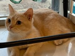 -平行世界·猫咖(首经贸店)
