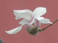 -东华门大街小区