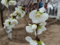 -桃花堤公园