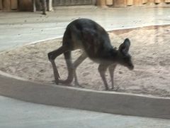 -鄂尔多斯野生动物园