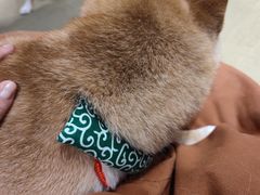 -逗柴咖啡屋·狗咖猫咖宠物桌游