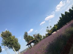 -羊亭河湿地公园