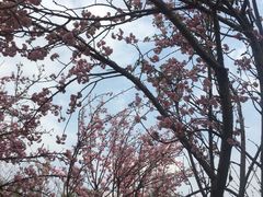 -天适樱花悠乐园