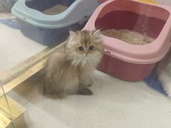 -糯米喵星人总部直营旗舰店·猫舍·幼猫出售