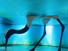 -盐城丹顶鹤湿地生态旅游区