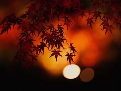 -遵化市禅林寺古银杏风景园