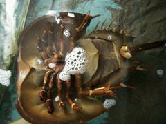 海底坦克-浪琴湾尾角仔海鲜坊