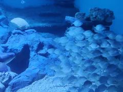 -北戴河圣蓝海洋公园