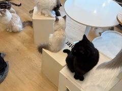 -有喵·猫咖·狗咖·30几只猫10只小狗(岗厦店)
