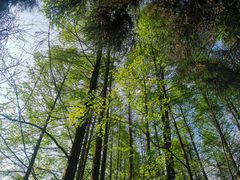 -武陵山森林公园