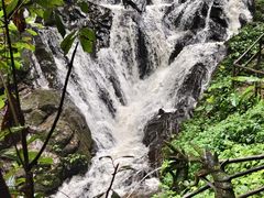 -莫里热带雨林景区