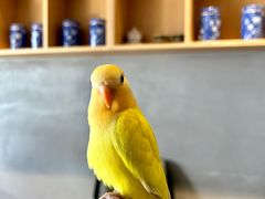 -吉丁鸟咖·异宠·寄养