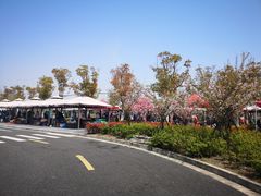 -春花秋色城市公园