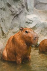 -Zoolung Zoolung动物主题公园(海信广场店)