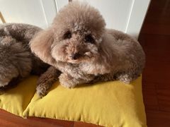 -翊宠yipet猫狗购宠庄园犬舍•猫舍