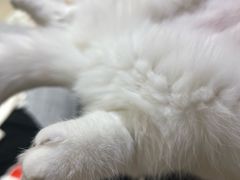 -中农国际动物医院24小时·猫科·骨科·急重症中心