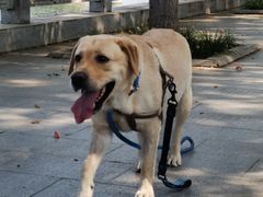 -康旭宠物医院(郑州总院)