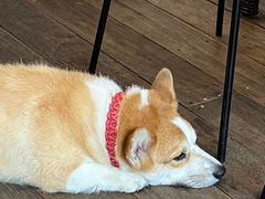 -肥朵食堂(带梦胡同店)