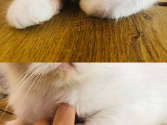 -平行世界·猫咖(首经贸店)