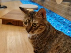 -小小班私人影院·猫咖(万达茂广场店)