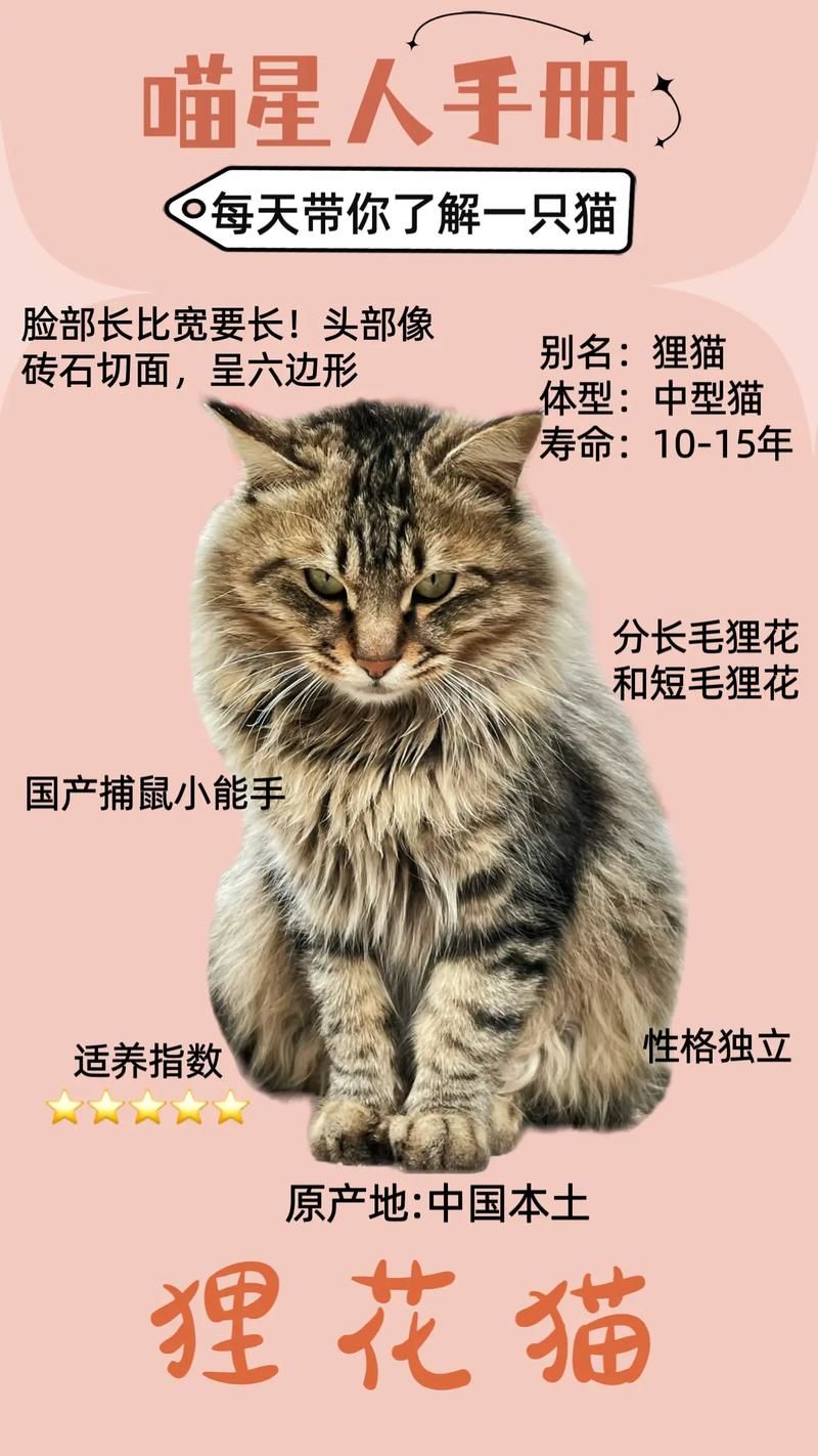 萌宠介绍:狸花猫