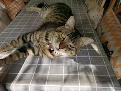 -海边的猫和咖啡馆