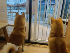 -南京Hallo宠物乐园·哈罗犬舍·柴犬繁育基地