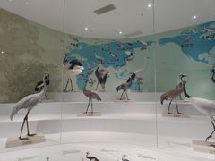 -盐城丹顶鹤湿地生态旅游区