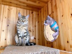 -猫在这儿猫咪咖啡馆·撸猫馆