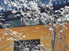 -西园戒幢律寺