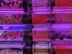 -青石桥花鸟鱼虫市场(叠翠城店)