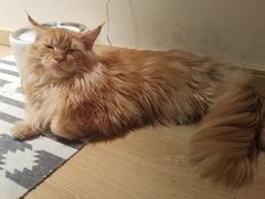 -猫腻·猫咖·撸猫馆(星光大道店)