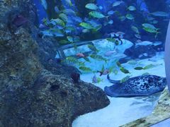 -芜湖新华联大白鲸海洋公园