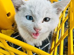 -北京观赏动物医院·24小时大型综合·猫专科·异宠专科