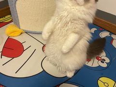 -客栈猫舍(中央北路店)